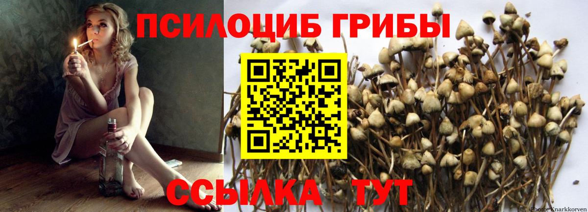 Белово  Псилоцибиновые грибы MAGIC MUSHROOMS  Вход с VPN  Псилоцибиновые грибы прущие грибы 